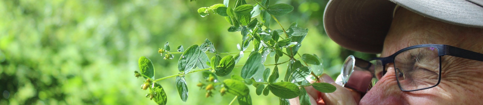 logo les-herbes-sauvages